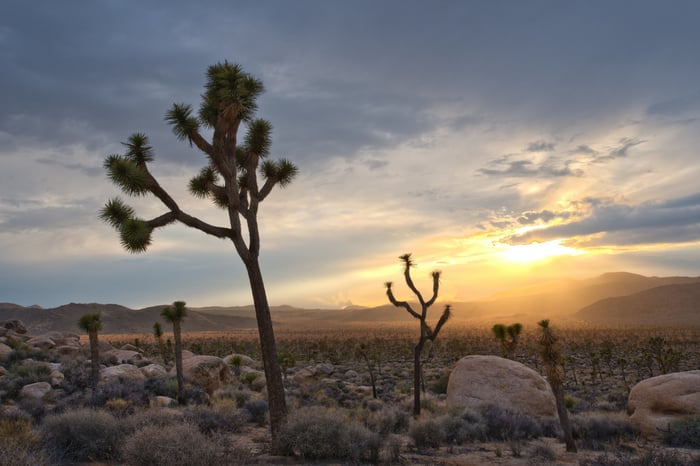 Joshua-Tree_54_990x660.jpg